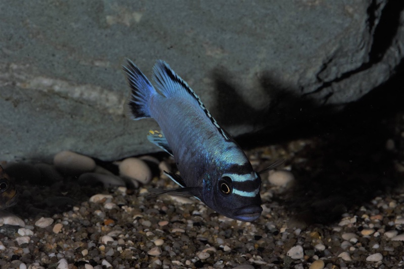 Maylandia koningsi 'Likoma Island'